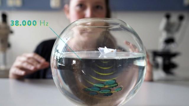 How Much Does Life Weigh?