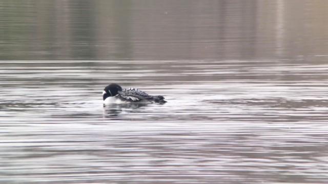 High inflation, bird flu at backyard feeders, rent control
