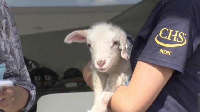 State Fair politics, a Kevin Kling story, a baby farm animal