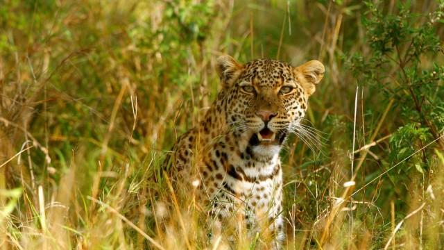 Die Leopardin (2) Gejagte Jägerin
