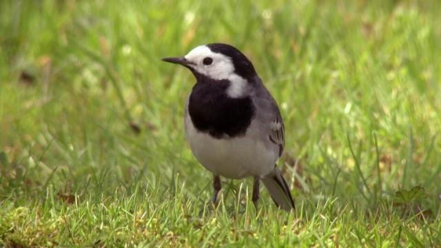 Singvögel in Not