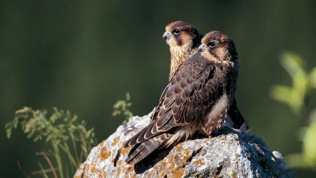 Die Rückkehr der Wanderfalken