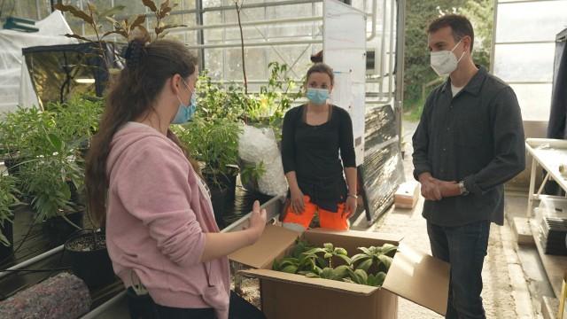 Sauvons nos plantes, elles disparaissent !