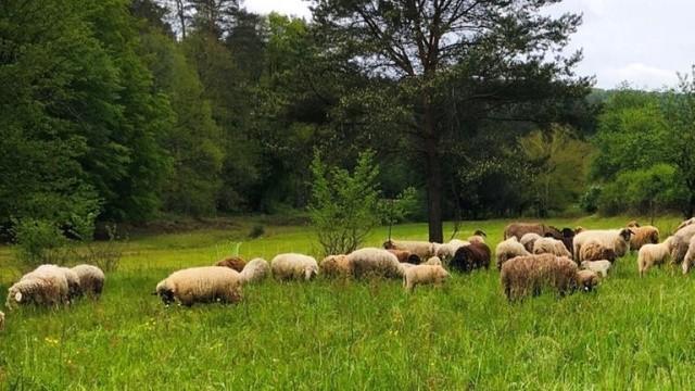 Wie man vom Schaf zur Strickjacke kommt