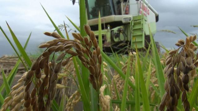 Los secretos del arroz