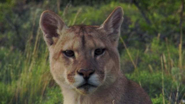 Mammals