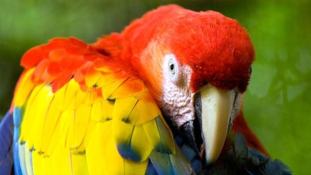 Grünes Wunder Costa Rica