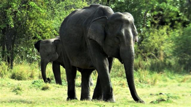 Ingenious Animals