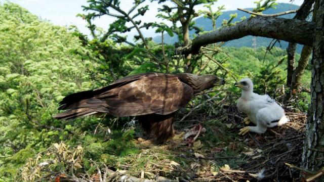 Steinadler – König der Berge