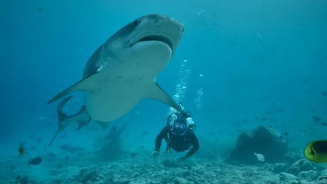 Sharks of the Indian Ocean