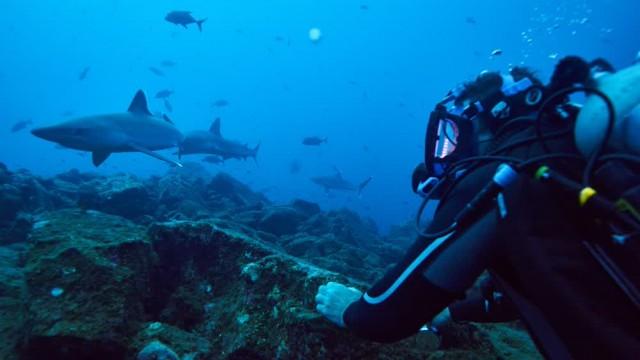 Sharks of the Pacific Ocean