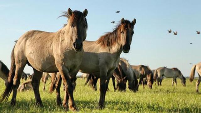 Wilde Niederlande