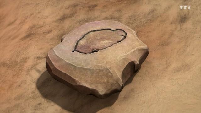 A Colossal Fossil Surprise