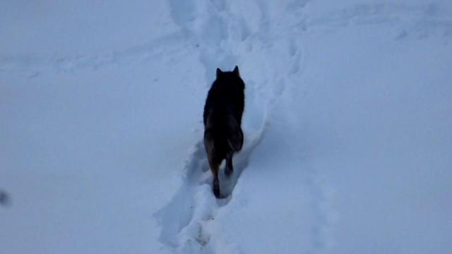 Que viene el lobo