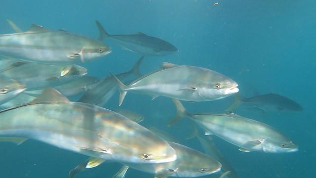 魚は"作る"時代へ！ 〜食卓の常識が変わる〜
