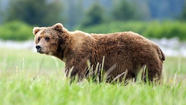 Grizzlys hautnah (1) Bärenhunger