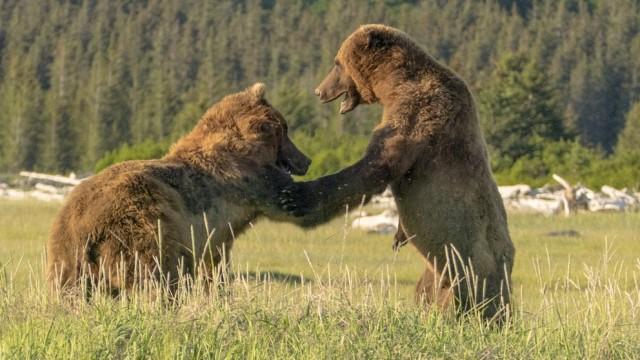Grizzlys hautnah (2) Bären wie wir