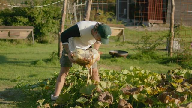 I'm going to harvest the biggest pumpkin of 2021!