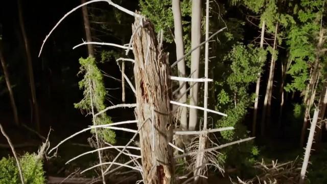 Pouvons-nous sauver les arbres ?