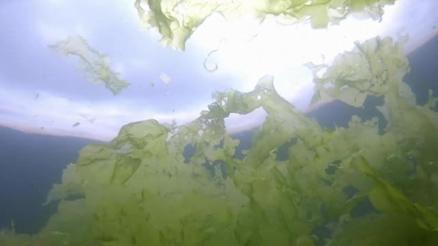 Could Algae Save the Planet?