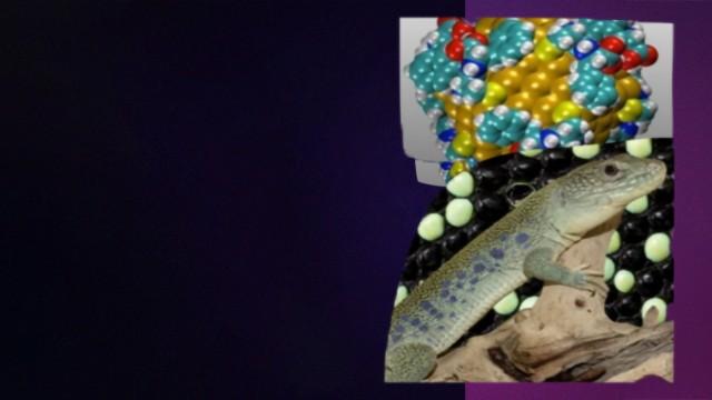 Fisinews #017 - Lagartos, Gravidade Quântica e Nanotecnologia em Vacinas