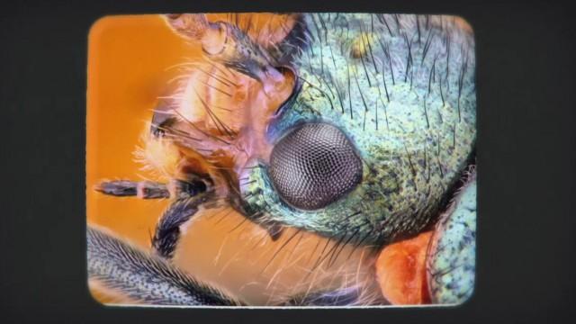 The Purpose of Parasites