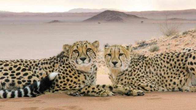 Raubkatzen (1): Tödliche Eleganz