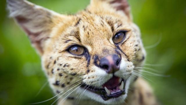 Raubkatzen (2): Heimliche Jäger
