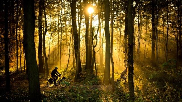 Europa - ungezähmt (2) Die großen Wälder