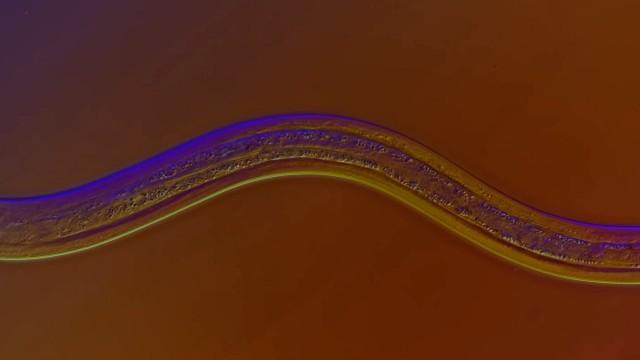 Nematodes: The Worm That Sculpted The World