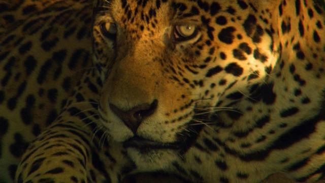 Die Fährte des Jaguars - Im Dschungel Guyanas
