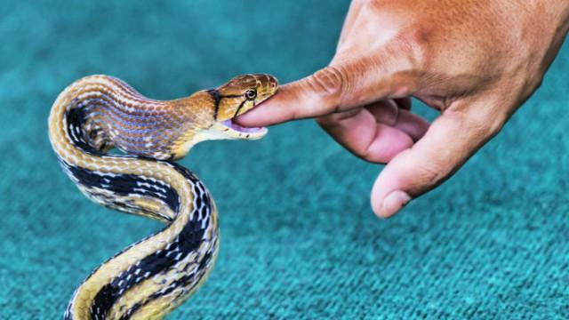 Comment régler le problème des morsures de serpent ?