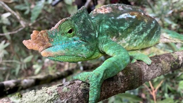 Unbekanntes Madagaskar (1) - Im Dschungel der Lemuren