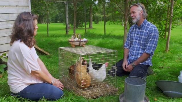 Chickens & Wild Mushrooms