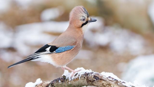 Winter's Wistful Moments