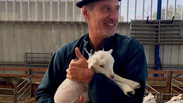 Les Animaux