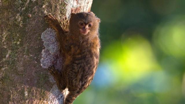 Kolumbien (1) Wildnis zwischen Amazonas und Orinoco