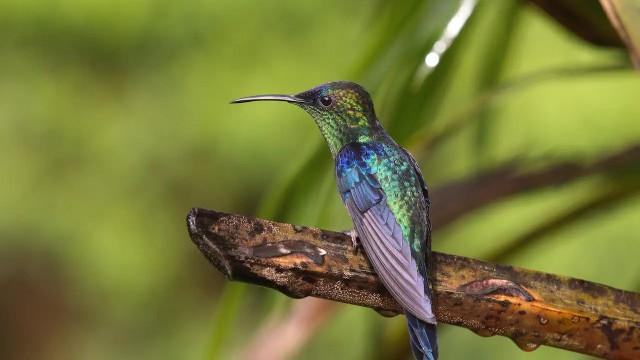 Kolumbien (2) Wildnis zwischen zwischen Pazifik und Anden