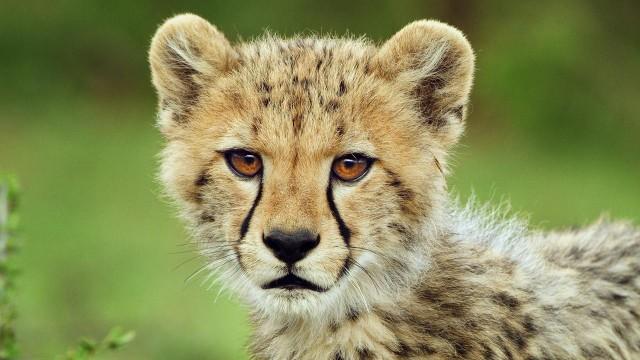 Serengeti (5): Kinder der Savanne