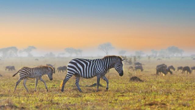 Serengeti (7): Die große Wanderung