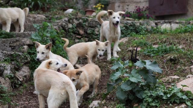 Puppy Mania
