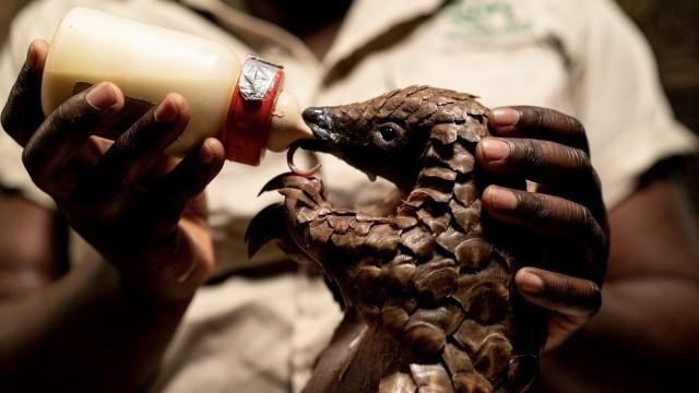 Walking With A Pangolin