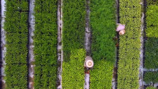 Unser grüner Planet (5): Zivilisation