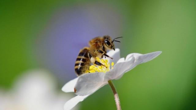 Ziemlich wilde Bienen