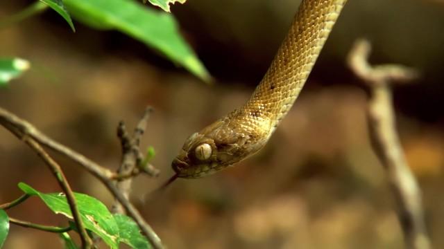 Bizarre Beasts of Africa