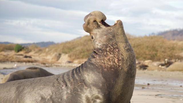 The Mating Game