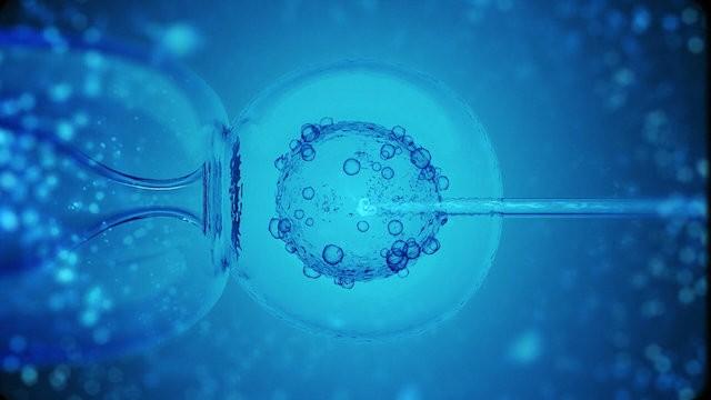 La fertilización in vitro