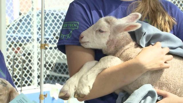 State Fair, Gov. Walz, Baby Animals