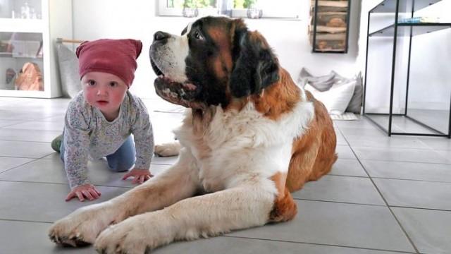 Doggendame Merry Christmas /​ Bernhardiner Bootsmann /​ Bernhardiner Günther