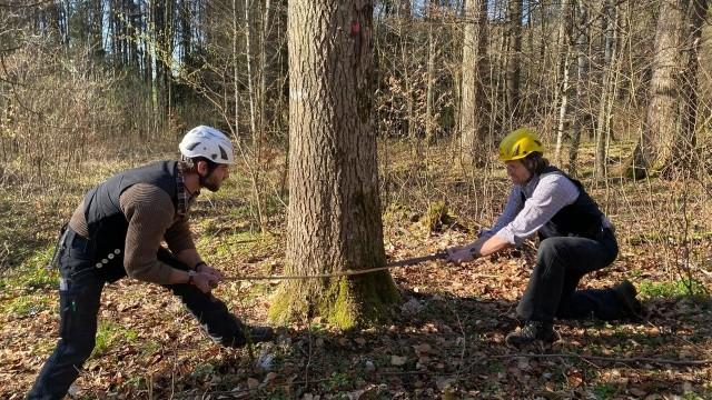 Wie man traditionell vom Baum zum Brett kommt